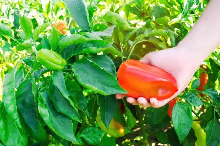Pepper cultivation employee (part-time & full-time)
